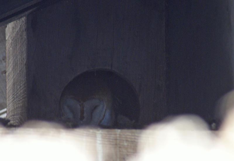 randomBarn Owl