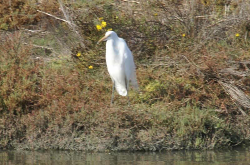 randomGreat Egret