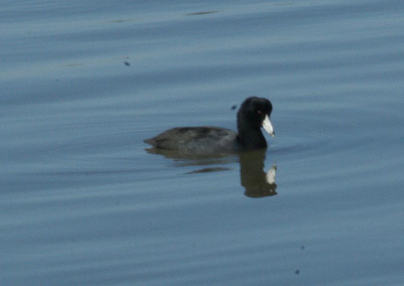 randomAmerican Coot