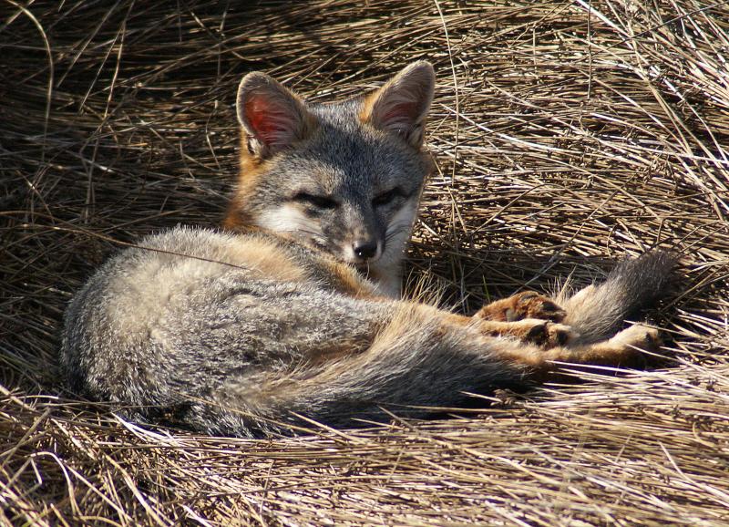 randomGray Fox