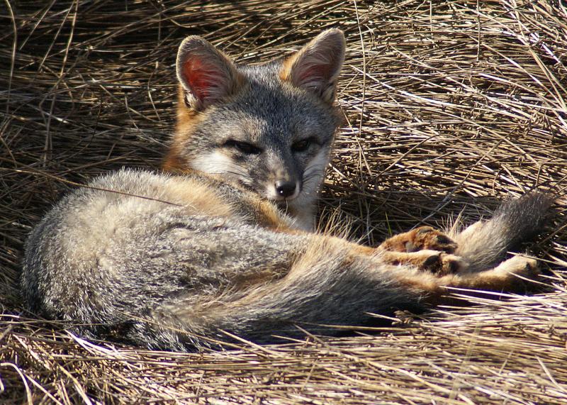 randomGray Fox