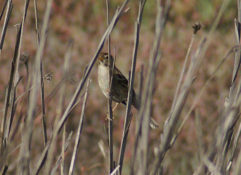 randomSong Sparrow