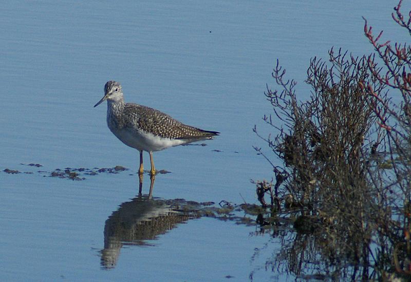 randomGreater Yellowlegs