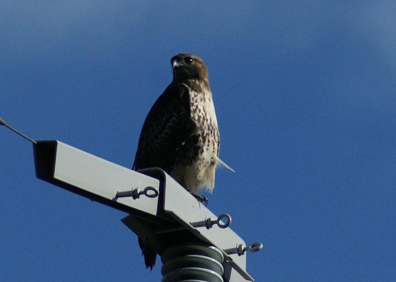 randomRed-Tailed Hawk