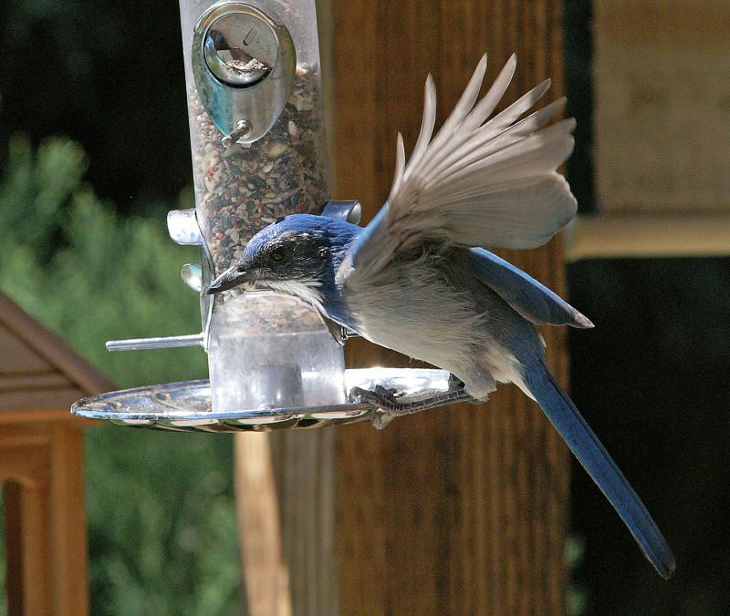randomScrub Jay