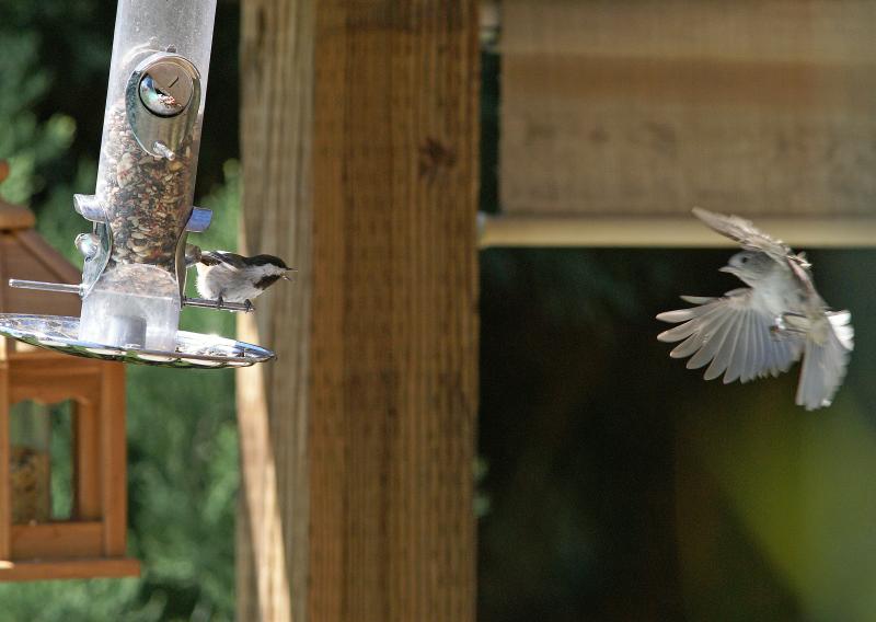 randomOak Titmouse (Plain Titmouse)