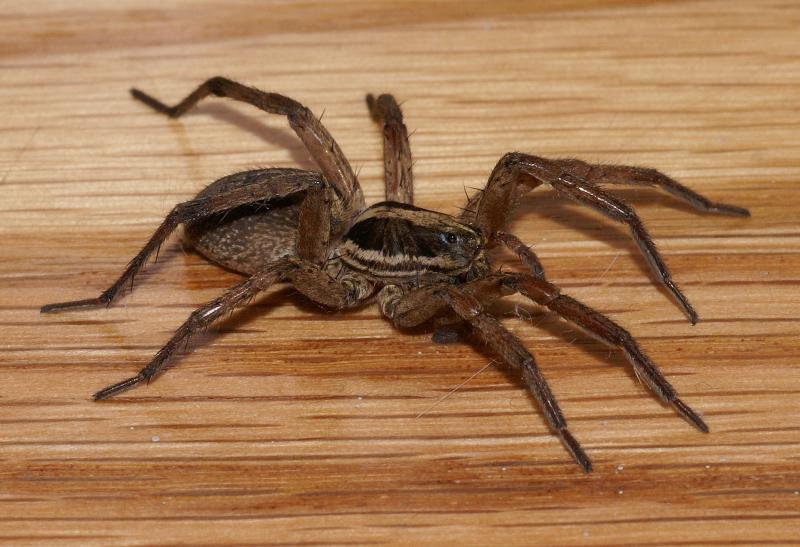 randomSpider