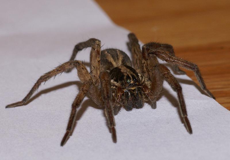 randomSpider
