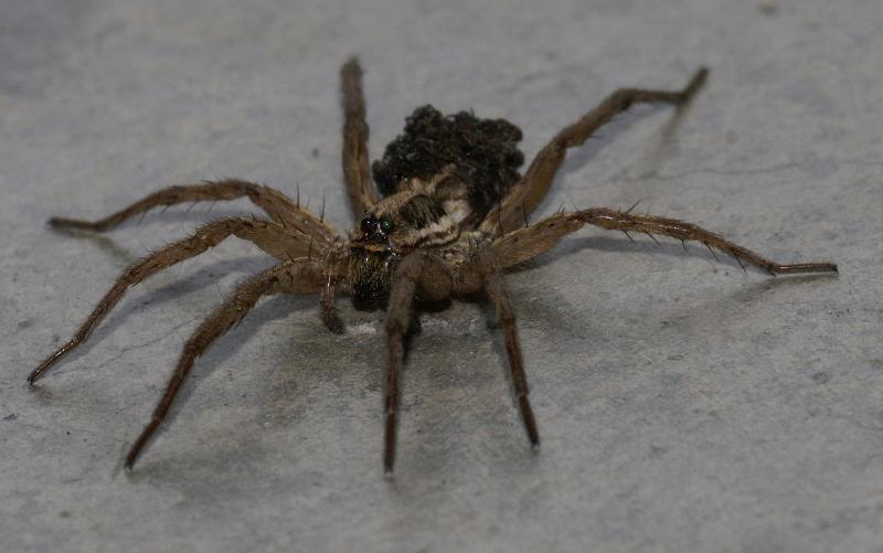 randomSpider