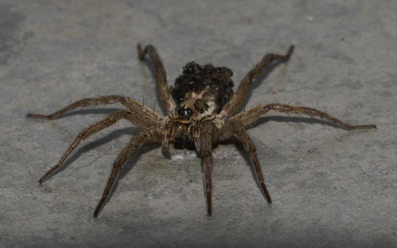 randomSpider