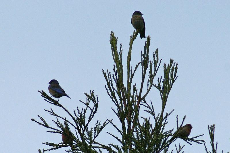 randomWestern Bluebird