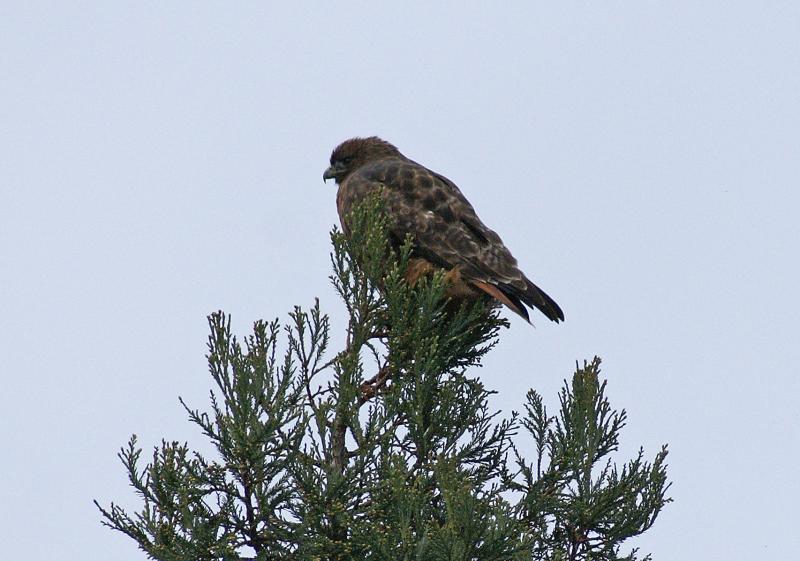 randomRed-Tailed Hawk