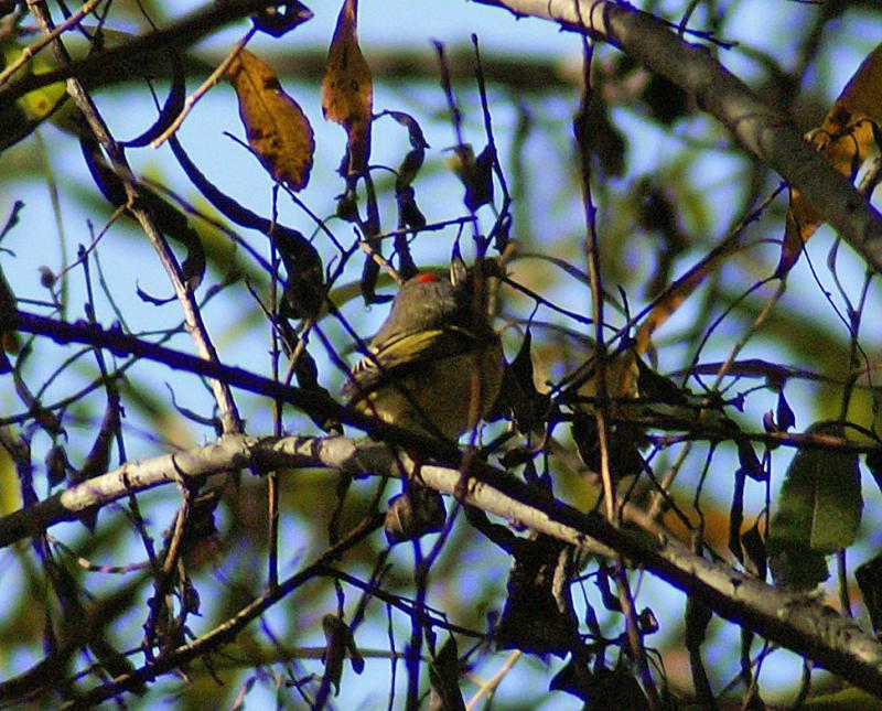 randomRuby-Crowned Kinglet