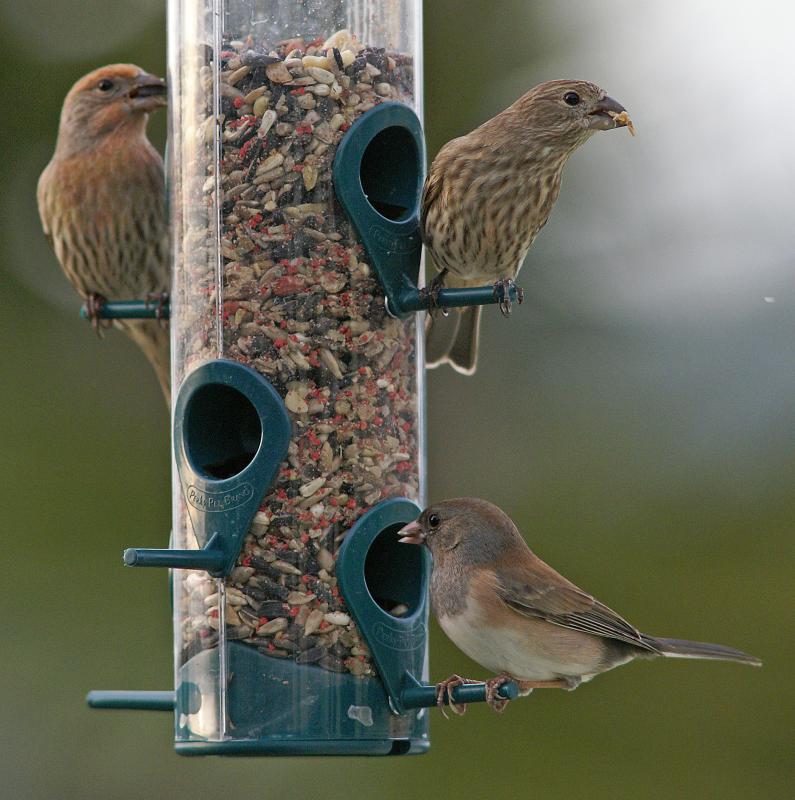 randomDark-Eyed Junco