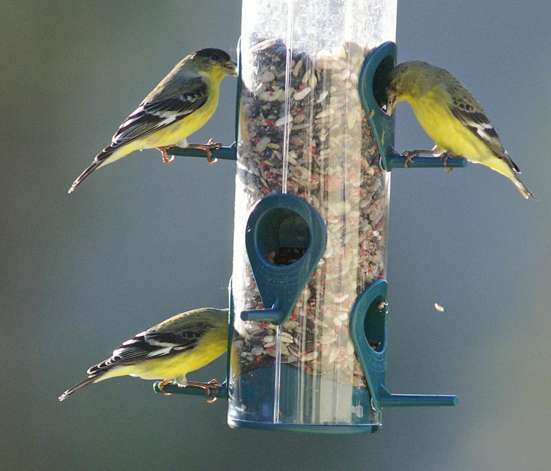 randomLesser Goldfinch