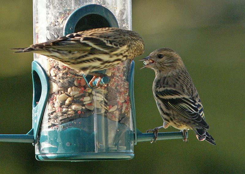 randomPine Siskin