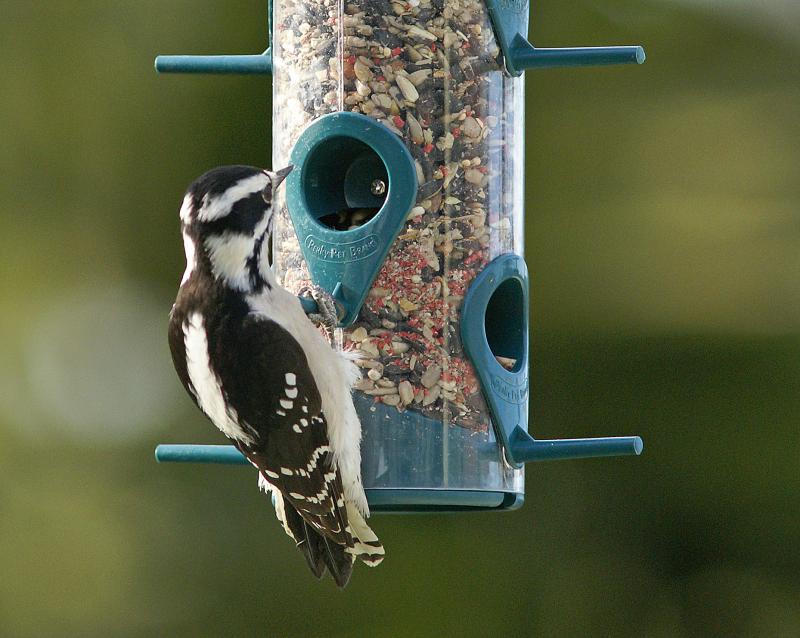randomDowny Wookpecker