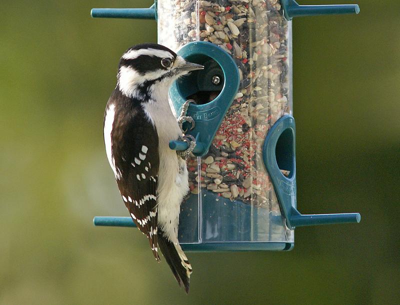 randomDowny Wookpecker
