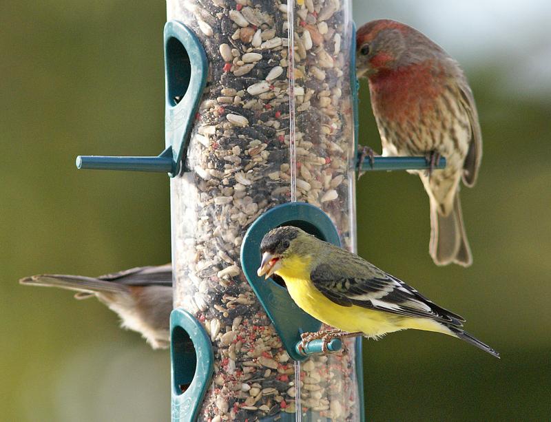 randomLesser Goldfinch