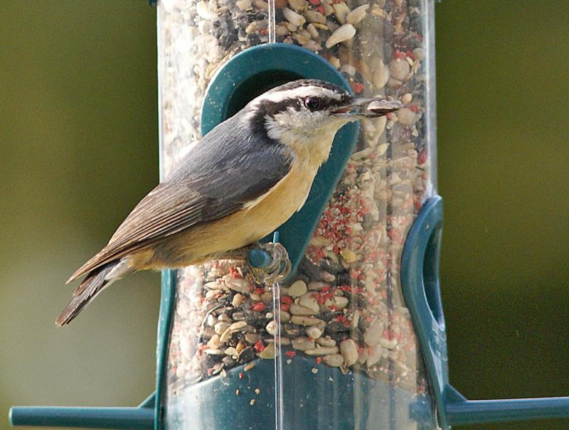 randomRed-Breasted Nuthatch