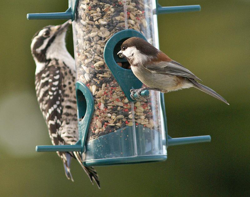 randomChestnut-Backed Chickadee
