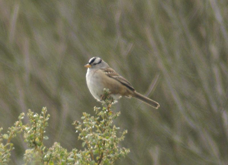randomWhite Crowned Sparrow