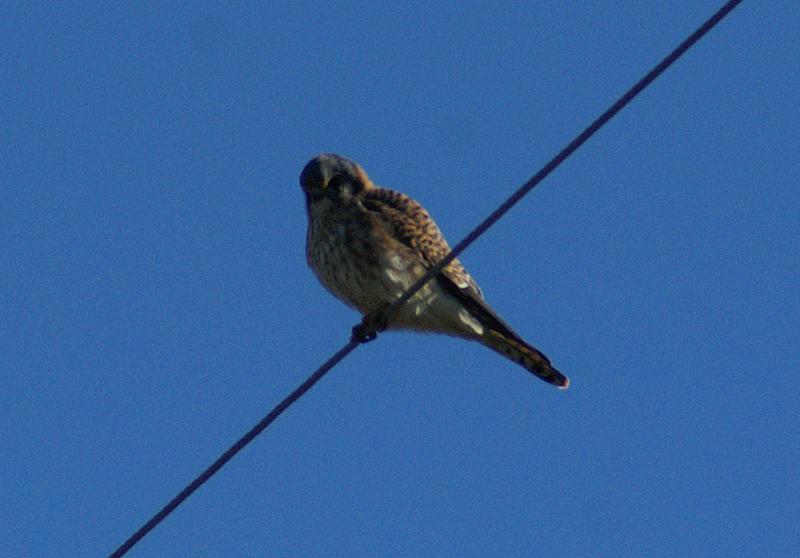 randomAmerican Kestrel