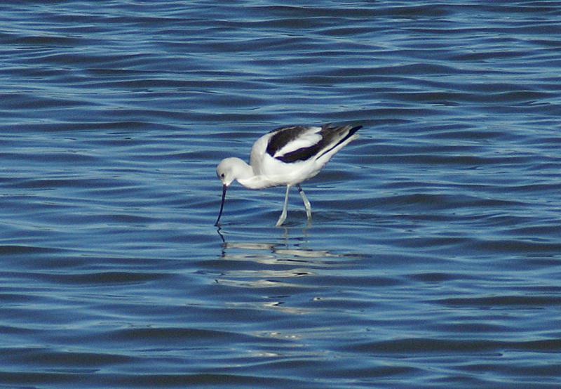 randomAmerican Avocet