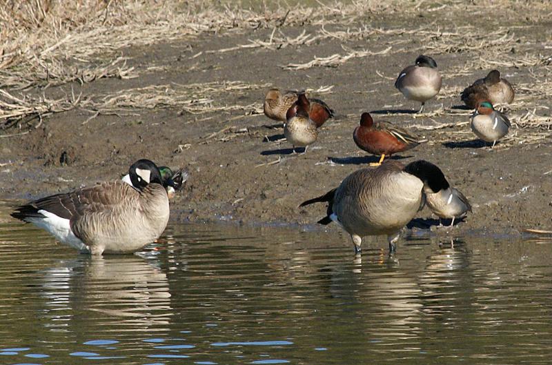 randomGreen Winged Teal