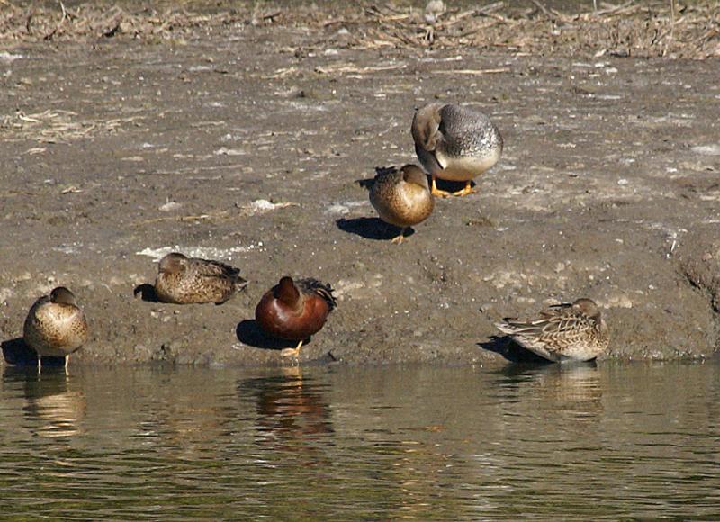 randomGadwall