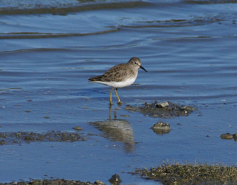 randomLeast Sandpiper