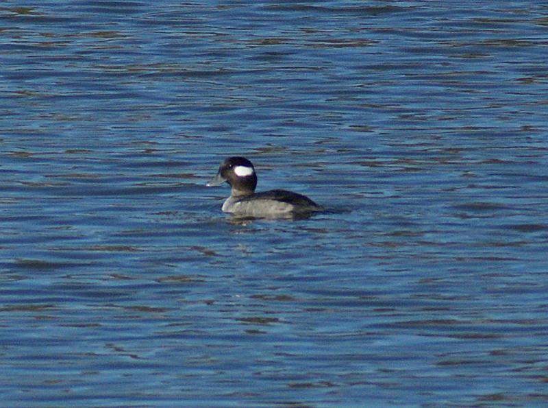 randomBufflehead