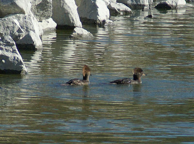 randomHooded Merganser