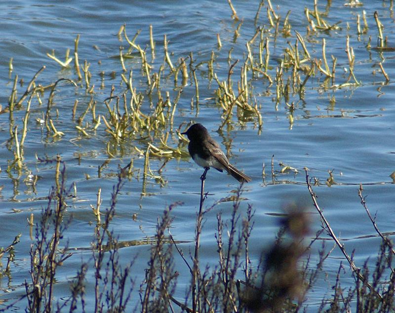 randomBlack Phoebe