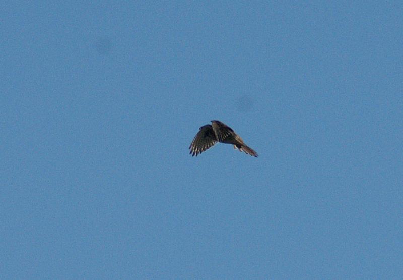 randomAmerican Kestrel