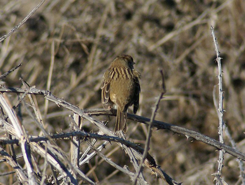 randomWhite Crowned Sparrow