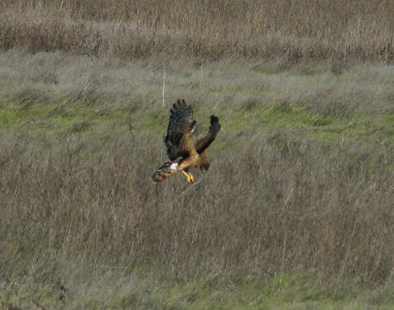 randomNorthern Harrier