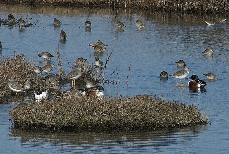 randomGreater Yellowlegs