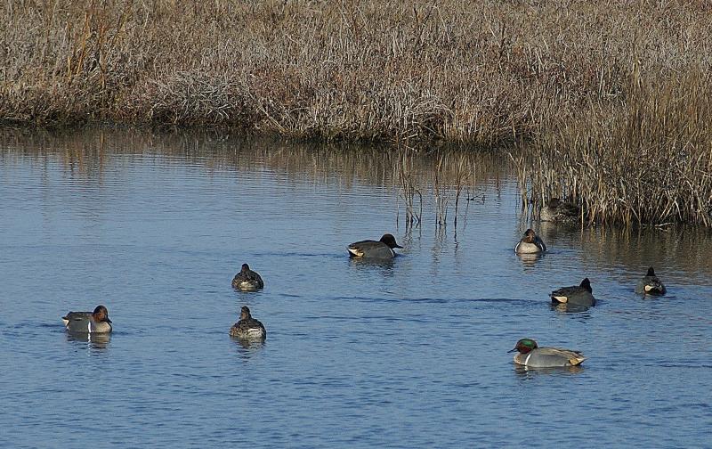 randomGreen Winged Teal