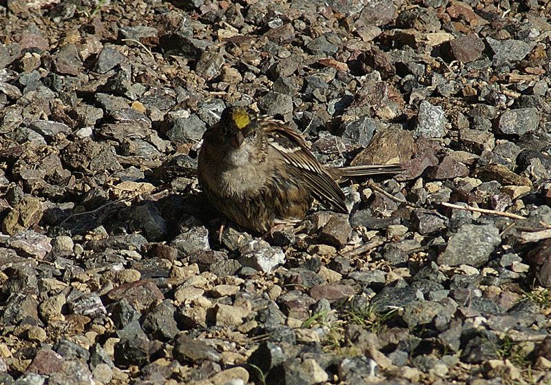 randomGolden-Crowned Sparrow