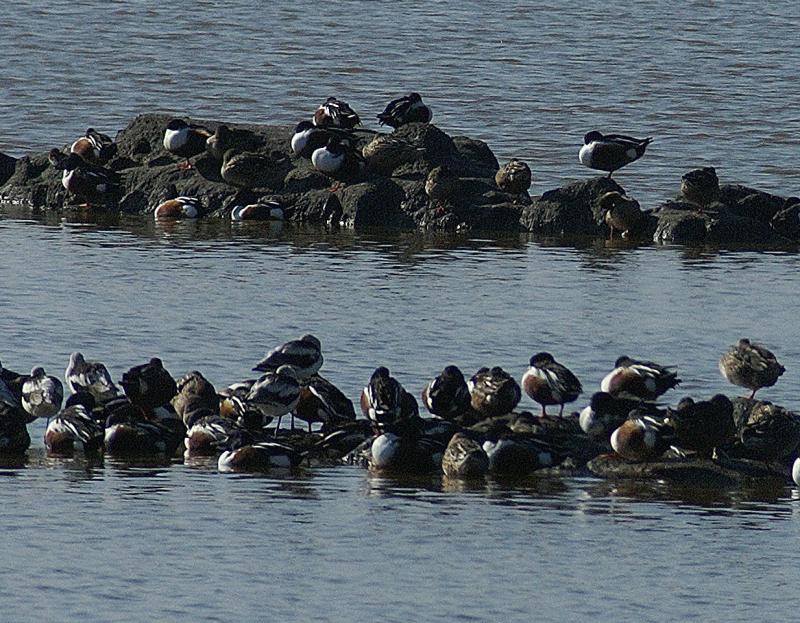 randomNorthern Shoveler
