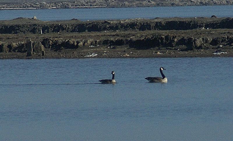 randomCanada Goose