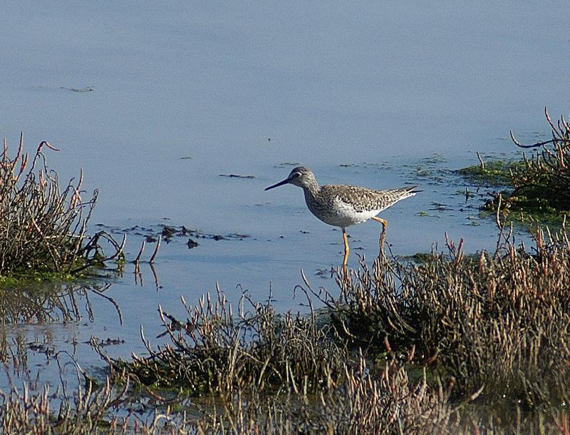 randomGreater Yellowlegs