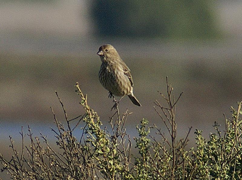 randomChipping Sparrow