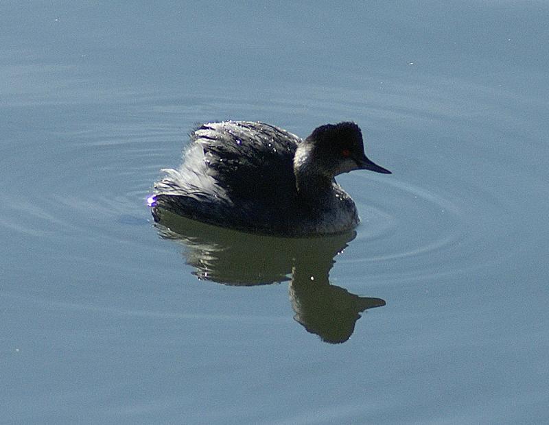 randomEared Grebe