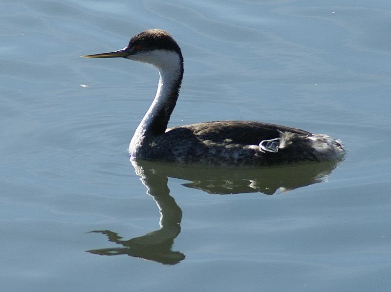 randomWestern Grebe