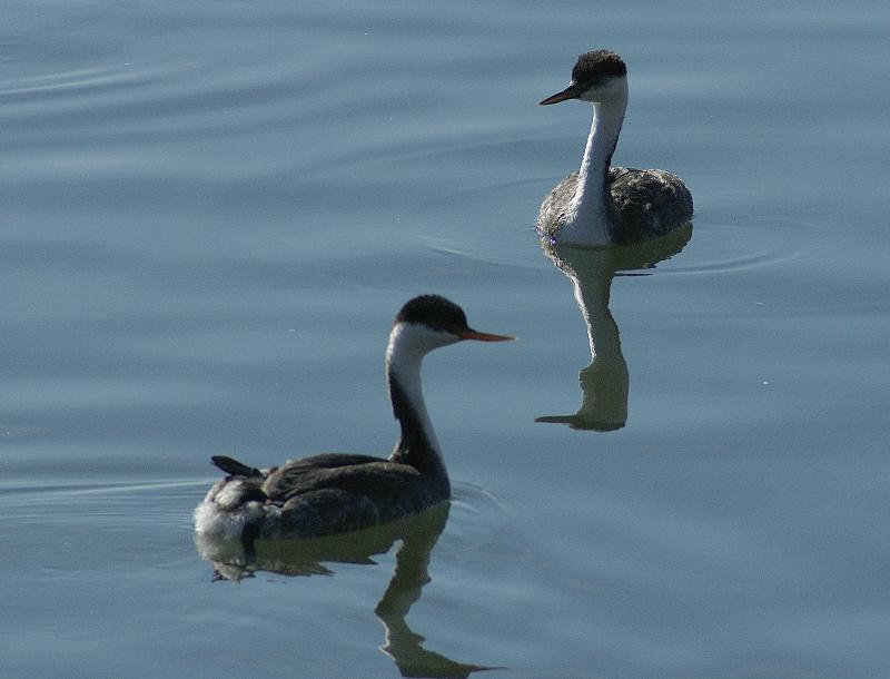 randomWestern Grebe