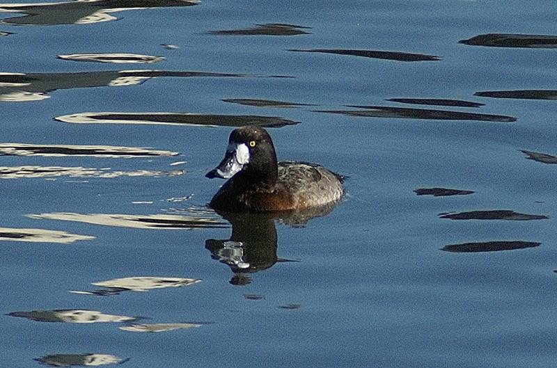 randomLesser Scaup