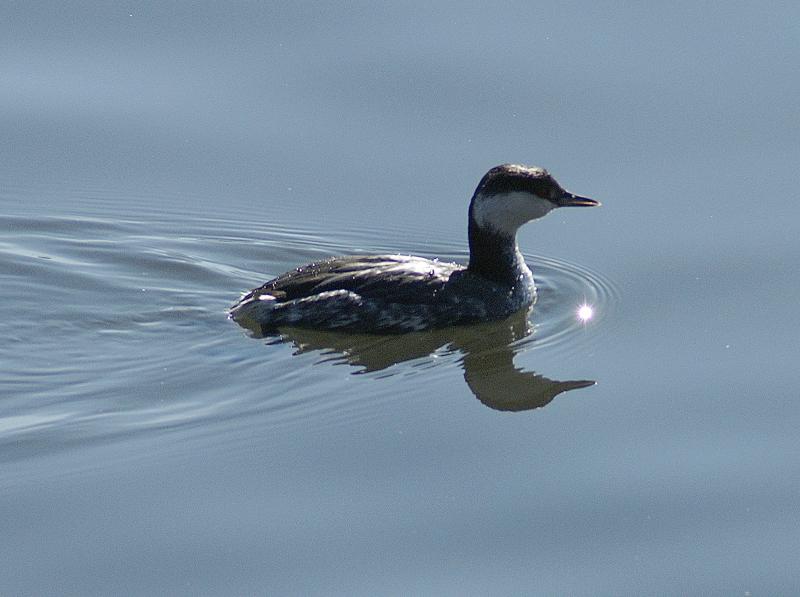 randomHorned Grebe