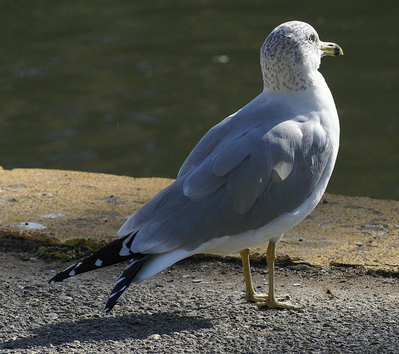 randomRing-Billed Gull